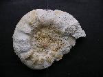 Gravesia gigas ZIETEN